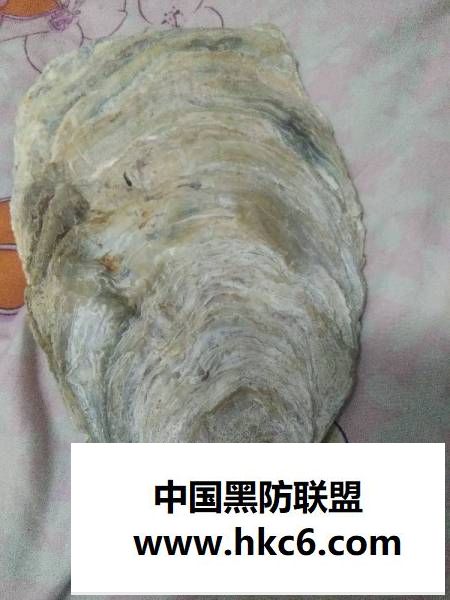 兴化博物馆有牡蛎化石吗？
z3.jpg