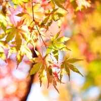 枫叶微信头像 秋天红色的枫叶图片